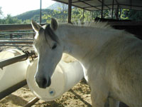 I rode Gracie in the spring.