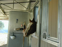 Keno, Keely's darling gelding