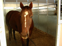 Lolita, the mare I rode senior year in the winter