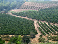 Orange Orchards