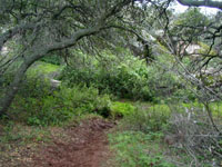 The trail (whoa, never woulda guessed, eh? :-P